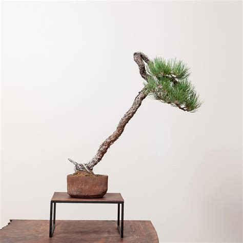 Ponderosa Pine Bonsai Guide | Bonsai Mirai