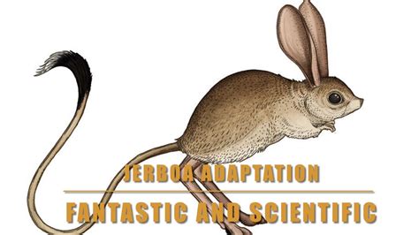 Jerboa| Jerboas| Jerboa Adaptation| Adaptation In Jerboa| Adaptation In ...