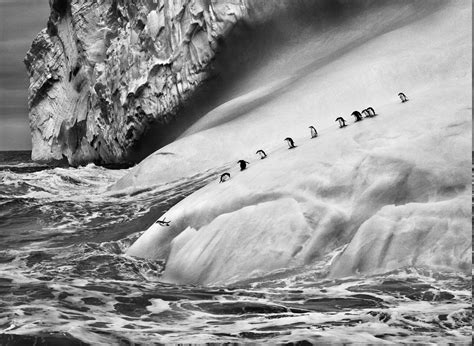 nature landscape animals ice penguins iceberg monochrome sebastiao ...