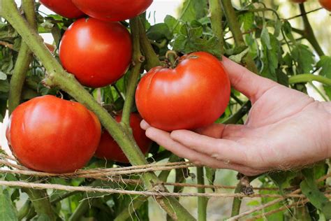 Beefsteak Tomatoes: Care and Growing Guide