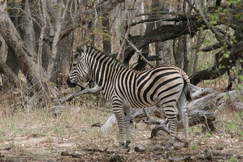 Zebra at Matobo National Park | Africa adventure, Luxury african safari ...