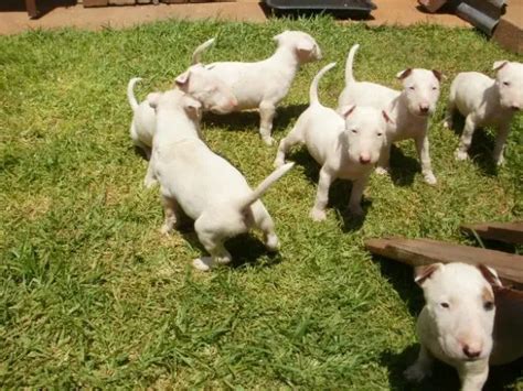 Bull Terrier Puppies