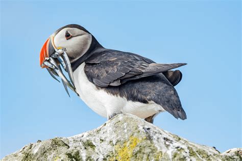 Birds of the Arctic Guide | Expeditions Online