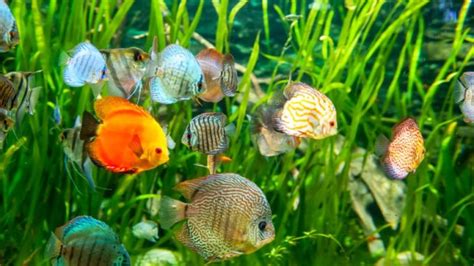 Discus Fish Size Guide (How Big Do Discus Get?) - Avid Aquarist