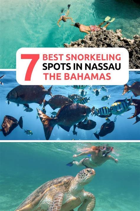 7 of the Best Nassau Snorkeling Spots | Nassau bahamas excursions, Bahamas excursions, Best ...