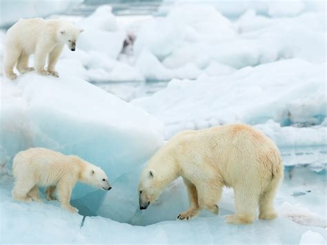 Images Of Polar Bears In The Arctic