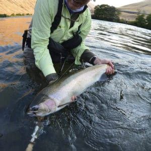 Guide to Steelhead Salmon (Oncorhynchus mykiss) - Pond Informer