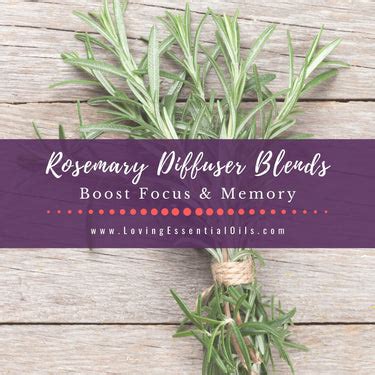 Rosemary Diffuser Blends - Boost Focus & Memory