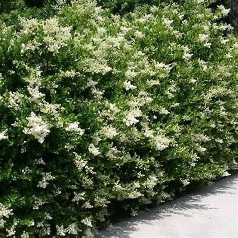 Ligustrum "Recurvifolium" Privet - Tidewater Trees