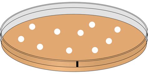 Free vector graphic: Petri Dish, Innoculation, Bacteria - Free Image on Pixabay - 312452