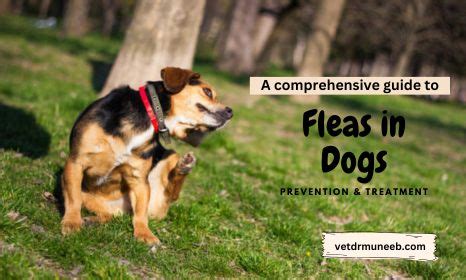 Fleas in Dogs: Causes, Prevention, & Treatment Methods