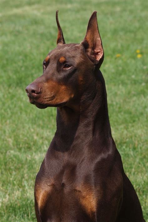 25+ best ideas about Red Doberman Pinscher on Pinterest | Doberman ...