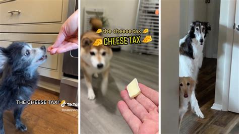 TikTok’s ‘Cheese Tax’ Song Is Now a Permanent Fixture in the Internet’s ...