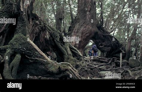 Hikers exploring ancient Japanese ceder tree (yaku sugi) in Yakushima Stock Video Footage - Alamy