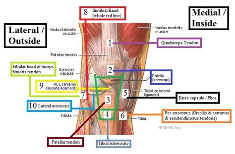 Knee Anatomy Diagram Pain