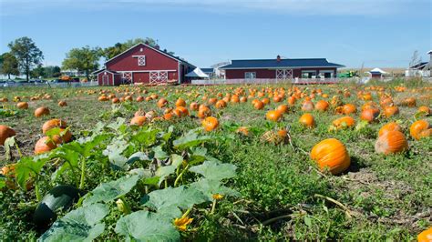 Pumpkin Patch - Ramseyer Farms