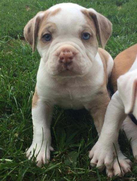 Alapaha Blue Blood Bulldog Puppies For Sale | Los Angeles, CA #155687