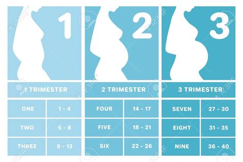 Pregnancy Trimesters Weeks Chart Calendar Template 2022 | Labb by AG