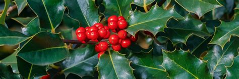 How And When To Prune Holly Bushes | Horticulture.co.uk