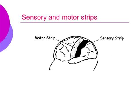 Brain