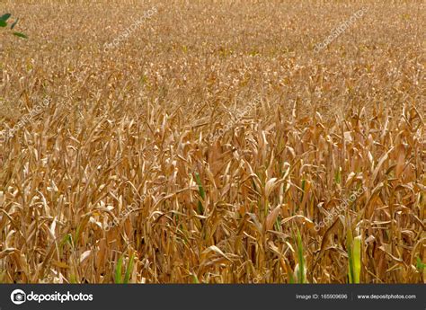 Corn field, ready for harvest — Stock Photo © dejtan05 #165909696