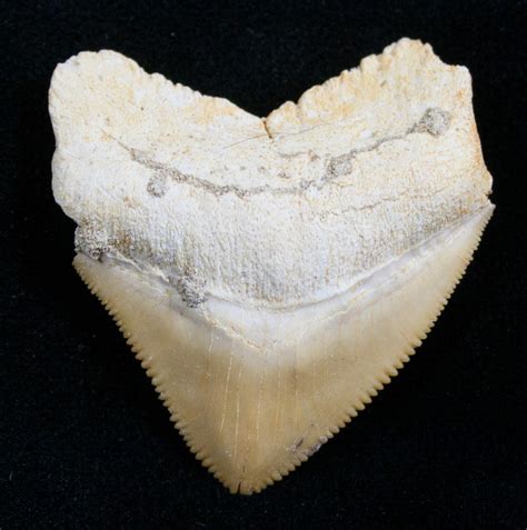 Squalicorax Fossil Shark Tooth - Morocco (#7739) For Sale - FossilEra.com