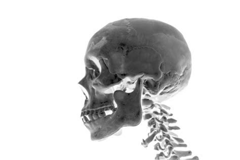 Skull Free Stock Photo - Public Domain Pictures