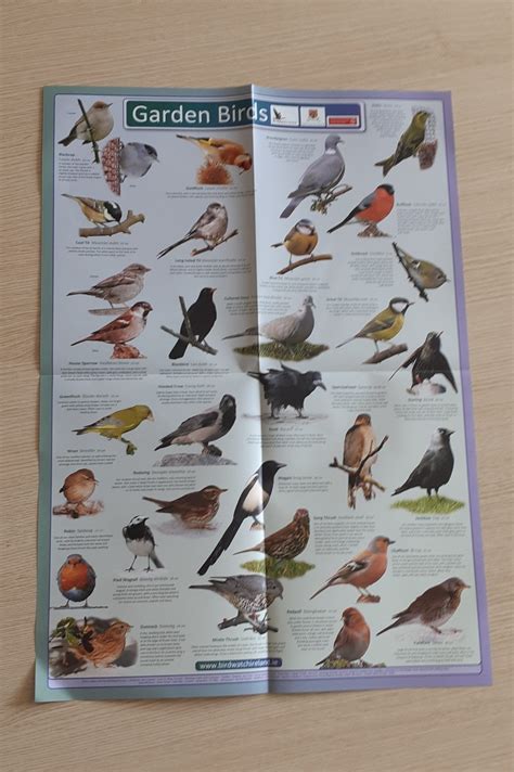 BirdWatch Ireland Garden Bird Poster - BirdWatch Ireland