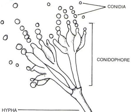 Describe on Deuteromycetes Fungi - QS Study