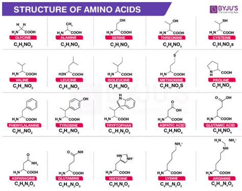 Amino Acid Structure - Definition, Structure, Basicity of Amino Acid with Examples