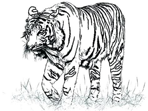 Tiger Coloring Pages PDF - Coloringfolder.com | Animal coloring pages ...