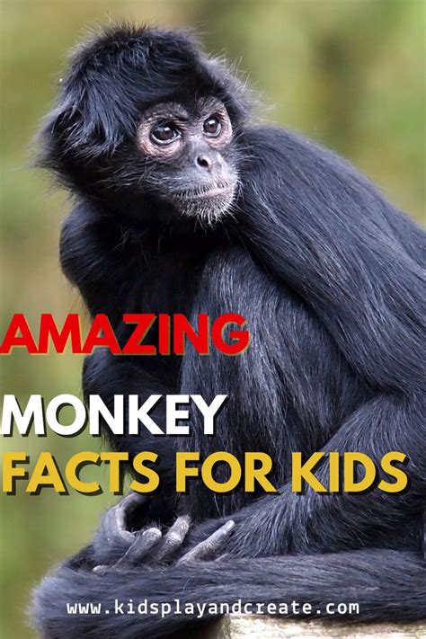 Monkey Mania: A Kid's Guide to Amazing Monkey Facts and Fun! - Kids ...