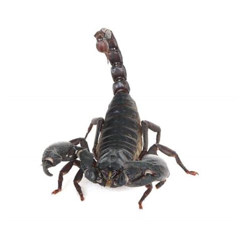 Emperor Scorpion Pandinus imperator - Scorpion Facts and Information