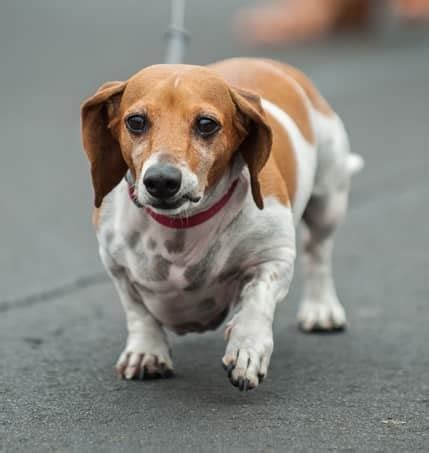 All You Need to Know About the Beagle Dachshund Mix