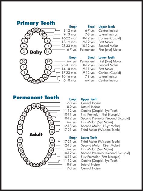 Dentist Chart Of Teeth