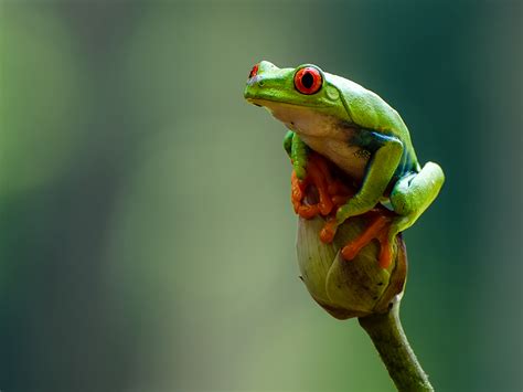 Red-eyed Tree Frog | Alexandria Zoo