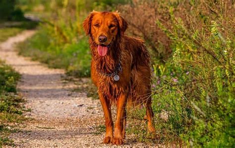 8 Types Of Golden Retrievers (With Pictures) – Golden Hearts