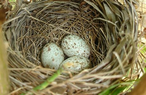 Cardinal Eggs: What They Look Like, When They Hatch, & More!