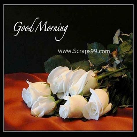 Beautiful White Roses – Good Morning