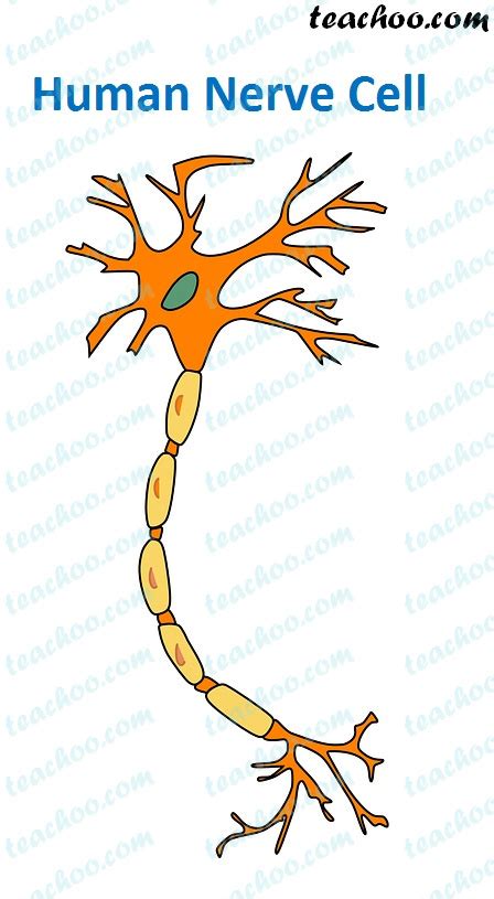 Make a sketch of the human nerve cell. What function do the nerve cell