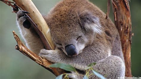 Cute Baby Koala Wallpapers - Top Free Cute Baby Koala Backgrounds - WallpaperAccess