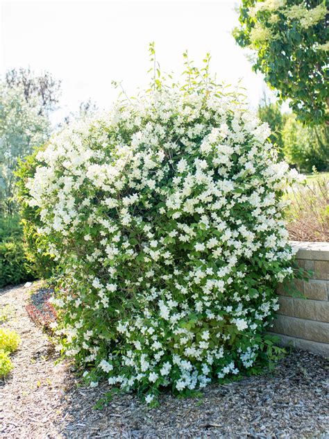 Blizzard Mock Orange - Jeffries Nurseries