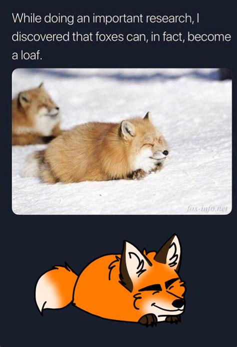 Fox Loaf by MaximumBoogie on DeviantArt