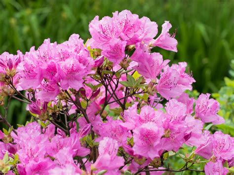 10 Types of Azaleas for the Flower Garden