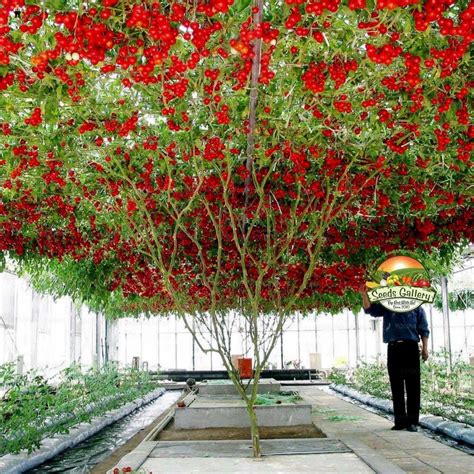 Giant Italian Tree Tomato seeds - Price €2.85