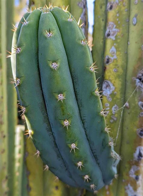 How to Identify San Pedro Cactus (Echinopsis Pachanoi) — Cactus Culture Australia