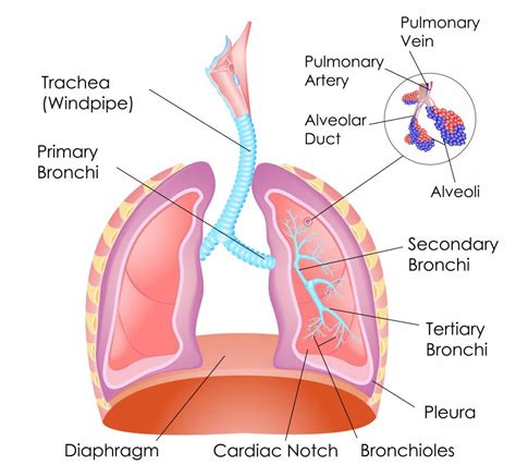 What are the Breathing Muscles? (with pictures)