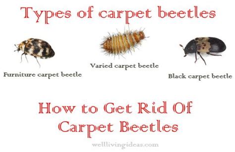 15 Effective Do It Yourself Ways To Get Rid Of Carpet Beetles