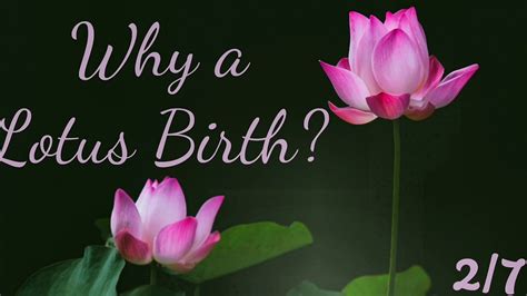 Lotus birth: details, possible risks and benefits – Eomox