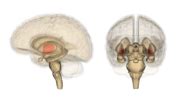 Basal ganglia - WikiLectures